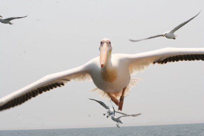 Pelikane im Flug und mit der Hand gefüttert