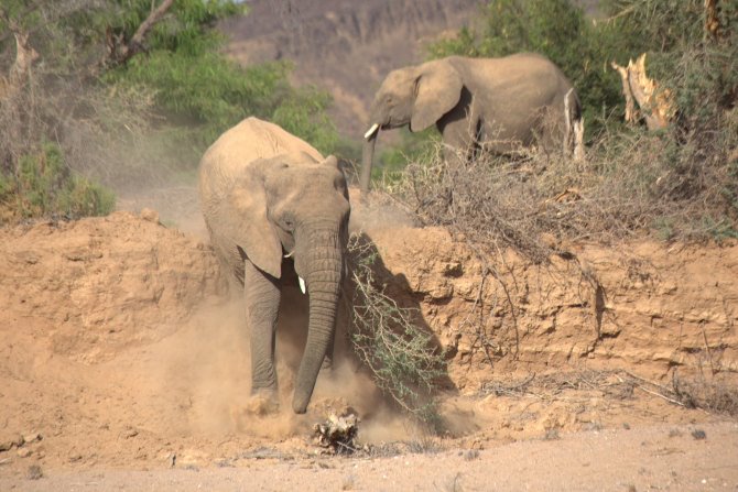 Die sagenhaften Wüstenelefanten gibt es tatsächlich!