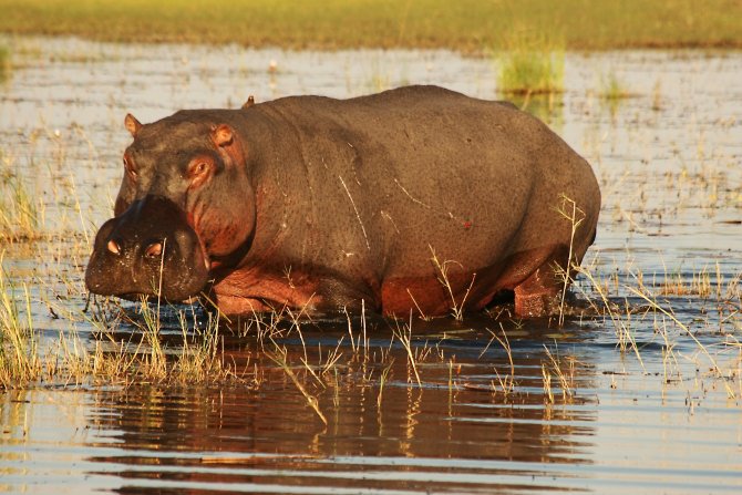Im Okavango Delta erleben wir den Tierreichtum hautnah