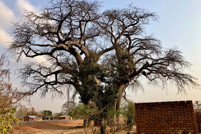 Affenbrotbaum, hunderte von Jahren alt